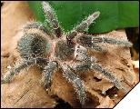 Lasiodora parahybana Молодая самка 7 см