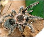 Lasiodora parahybana Молодая самка 7 см