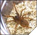 Haplopelma shmidti Малыш 3 линьки 2см