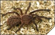 Haplopelma minax black Малыш 3 линьки 2см