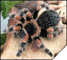 Brachypelma smithi  