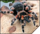 Brachypelma smithi  