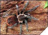 Brachypelma epicureanum Самка 5см.