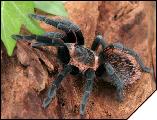 Brachypelma epicureanum Самка 5см.