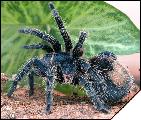 Trixopelma cyaneum  