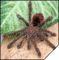 Avicularia bicegoi  