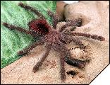 Avicularia bicegoi  