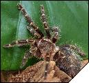 Grammostola aureostriata Самка 4см тело
