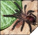 Avicularia huriana  