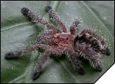 Avicularia purpurea  2. 