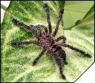 Avicularia purpurea  