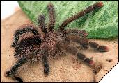 Avicularia urticans  