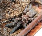 Haploclastus Nilgirinus  3