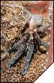 Haploclastus Nilgirinus  3