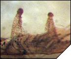 Tapinauchenius purpureus сперматека