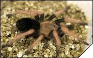 Brachypelma baumgarteni Молодая самка