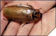 Eublaberus distantii 