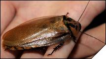 Eublaberus distantii 