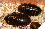 Eublaberus distantii  