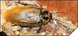 Eublaberus distantii 