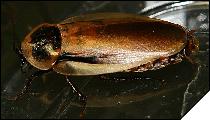 Blaberus boliviensis имаго