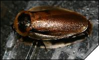 Blaberus boliviensis имаго