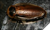 Blaberus boliviensis 