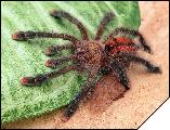 Avicularia sp. Peru  