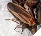 Schultesia lampiridiformis имаго