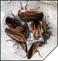 Schultesia lampiridiformis группа имаго