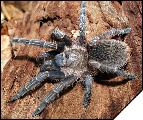 Aphonopelma seemanni  4 