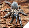 Aphonopelma seemanni  4 