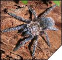 Aphonopelma seemanni  4 