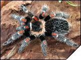 Brachypelma auratum  