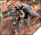 Brachypelma auratum  