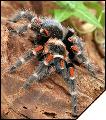 Brachypelma auratum  