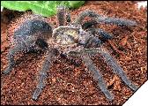 Phormictopus auratus самка 8 линька