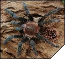 Brachypelma vagans  4 