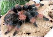 Brachypelma emilia  