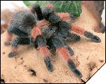 Brachypelma emilia  