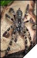 Poecilotheria striata  5