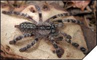 Poecilotheria striata  5