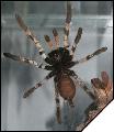 Poecilotheria pederseni  4. 