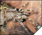 Poecilotheria pederseni  