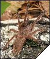 Chilobrachys huahini Самка 4см
