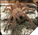 Chilobrachys huahini Самка 4см