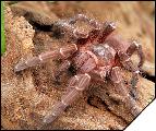 Acanthoscurria juruenicola самка 4см