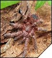 Acanthoscurria juruenicola самка 4см