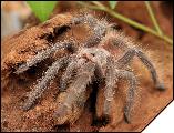 Lasiodora klugii  3