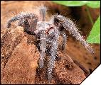 Lasiodora klugii  3